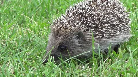 Adorable Hedgedog