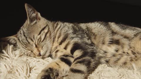 funny cats video: sleeping kitten&cats