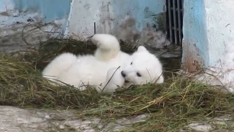 Polar bear and his little son