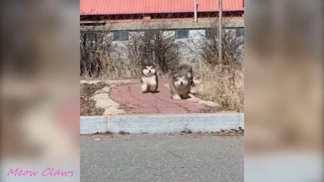 Lindos perritos tiernos