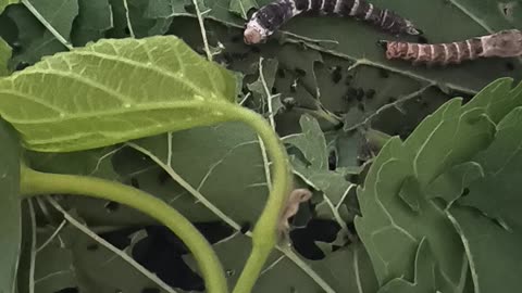 Silkworms molting