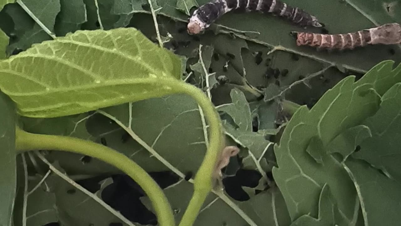 Silkworms molting