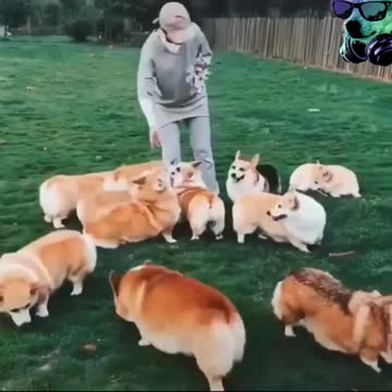 Dogs are jumping for eats || My lovely cute puppy 🥰 Cute Dog 😘 Omg so lovely.