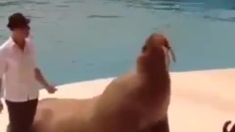 Dancing walrus steals the show with his insane moves!