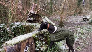 Whippet/Lurcher First Walk In The Snow