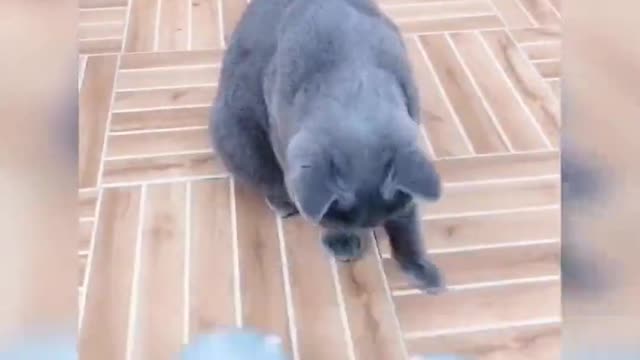 Cute cat 😺😺 cat funny 😺😺🐈 cat