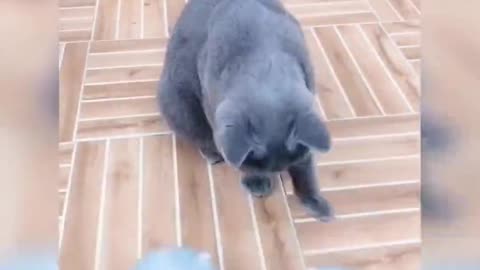 Cute cat 😺😺 cat funny 😺😺🐈 cat
