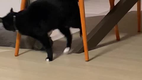 Two cats are fighting.