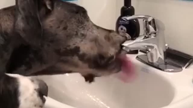 Great Dane knows how to turn on bathroom faucet