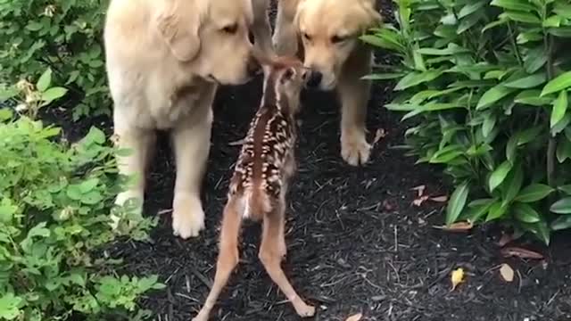 Funny Animal Videos 2022 / These deserve 1000 Million Views