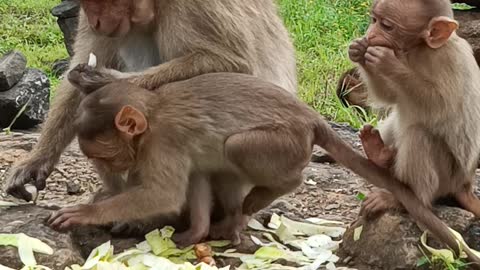 Monkey eating 🙈🙉🙊