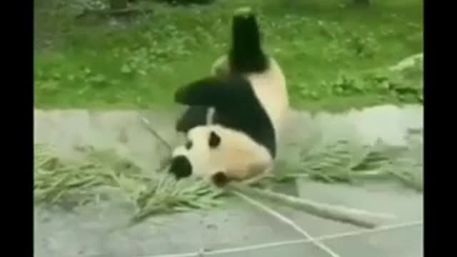 Vicious Ninja Training