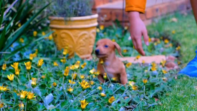 An Individual With A Charming Earthy colored Doggy Playing With A Tennis Ball On A Blossom Bed In The Nurseries