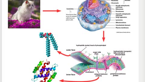 Lecture in Molecular Dynamics simulations : SWEDNESS school, part 3