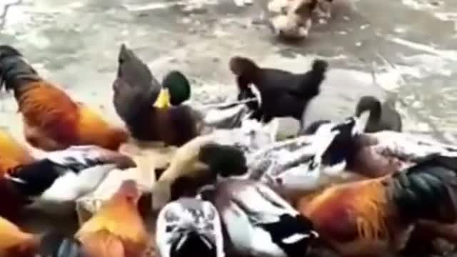 Funny Dog Vs Chicken Fight ! Animals Fighting