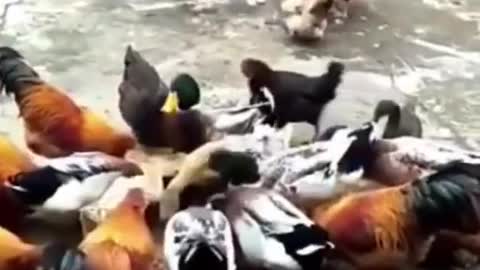 Funny Dog Vs Chicken Fight ! Animals Fighting