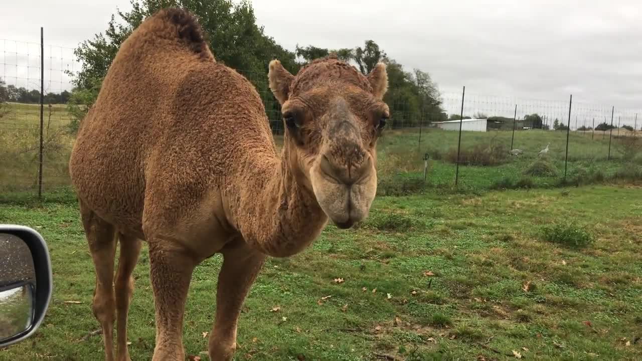 Camel at Tennessee Safari Park