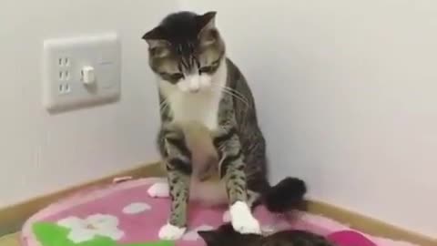 2 Caty Fighting in A Funny Way