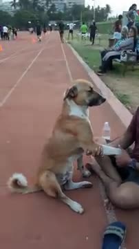 Athlete Pampers Dog While Sitting on Track At Sports Complex