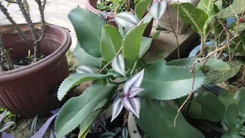 home ornamental plants