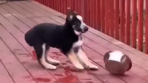 funny dog and cat