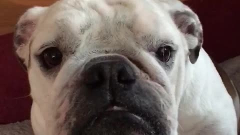 Small white bulldog stares growls at owner