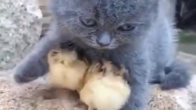 Rambunctious chickens play with gentle dog friend