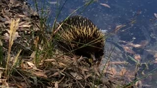 Thirsty Echidna Takes a Dip in a Dam