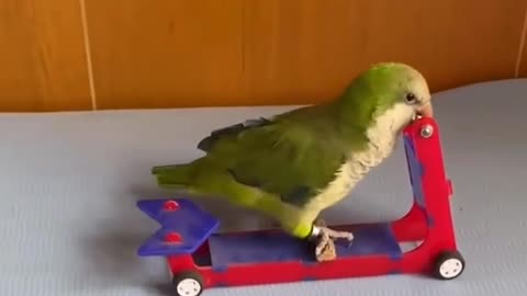 Cute Bird