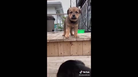 Funniest Animal Videos 🐶 TikTok 🐶 Best Compilations:)