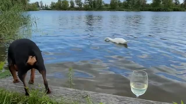 Swan and Wine funny dogs and ets..