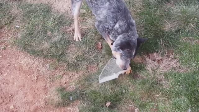 Dog Struggles To Free Tennis Ball From Block Of Ice