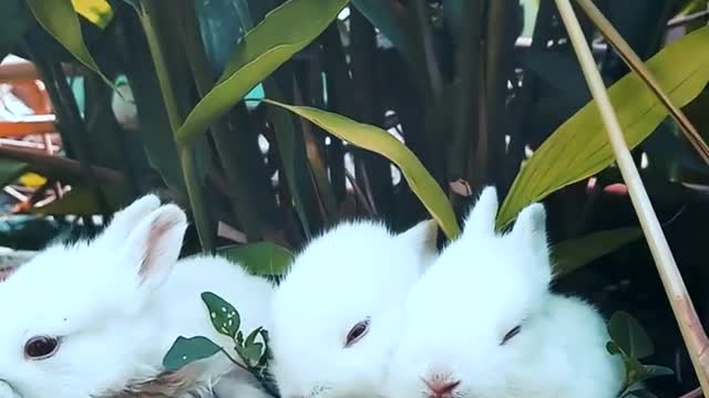 Rabbits Resting on a pot with a plants