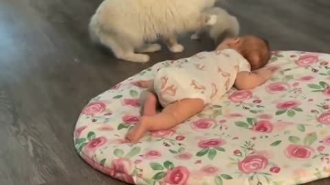 The cat meets the kitten with the child