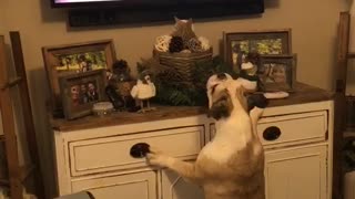 Bulldog barks at animated dogs on TV