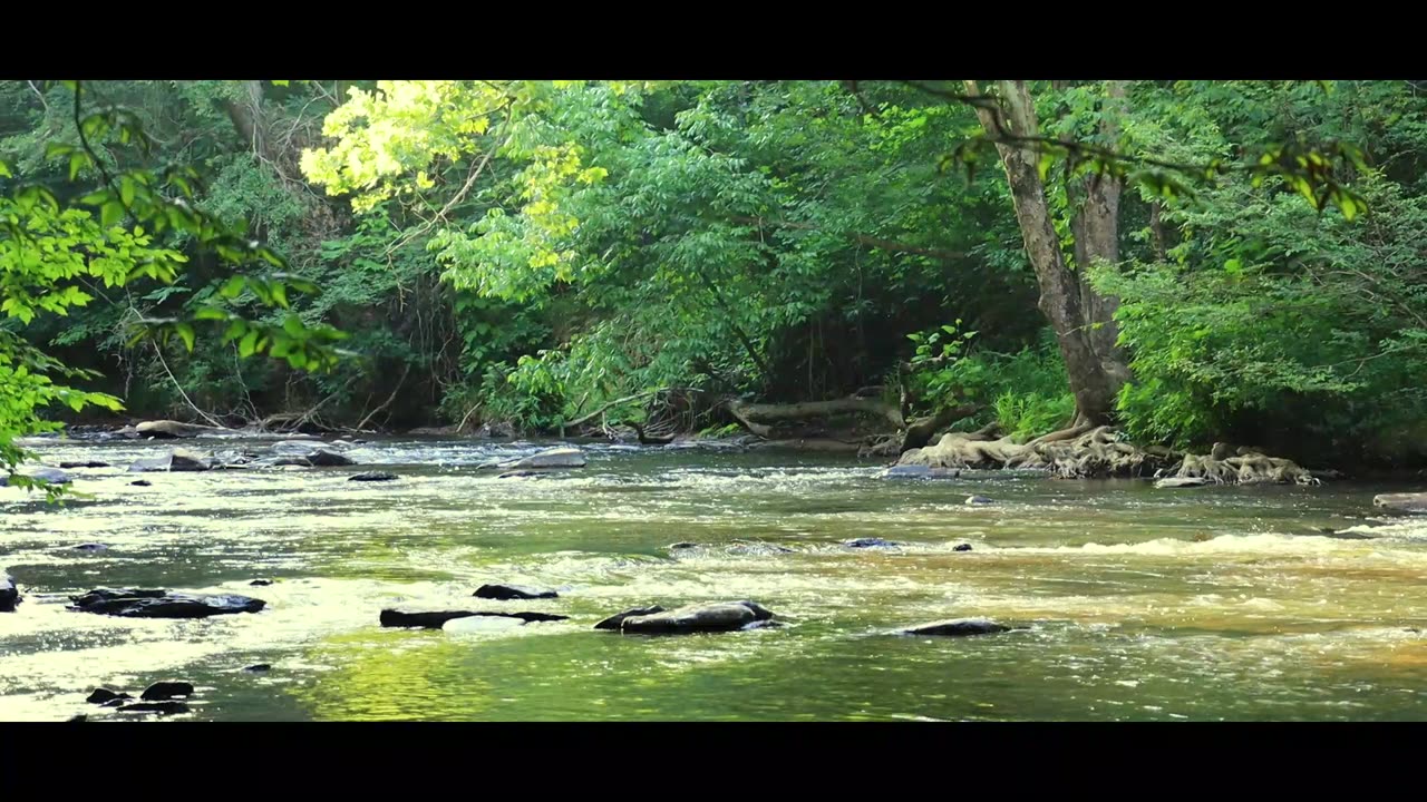 Nature vid of the creek