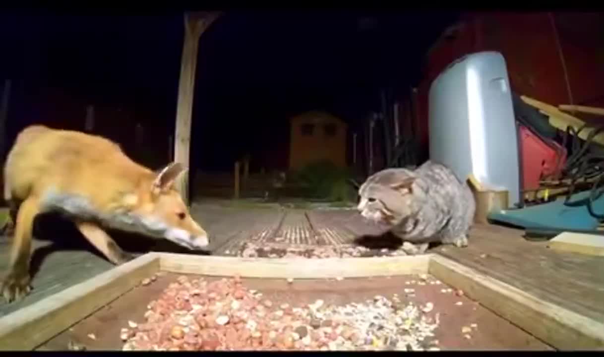 Cat scares fox