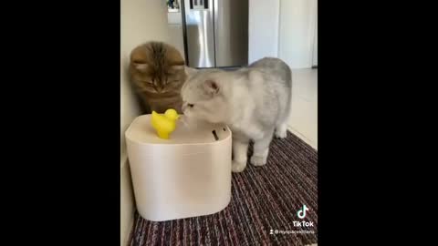 Funny dog and cat videos . Funny dog and cat