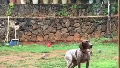 Bird dog under dove attack