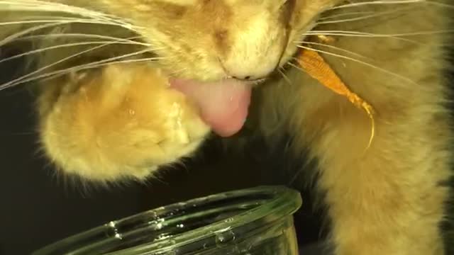 Fluff drinks my water