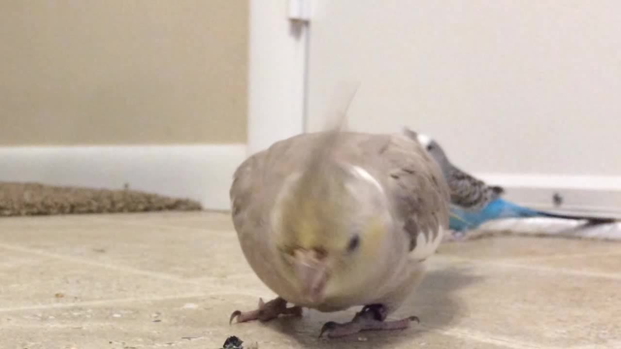 Cockatiel gives shy parakeet loving smooch