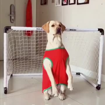 Funny Dogs compilation 🤪🤪