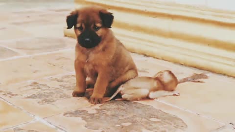 Dog puppy playing with monkey.