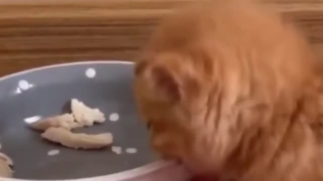 ✨Funny CUTE CAT EATING✨