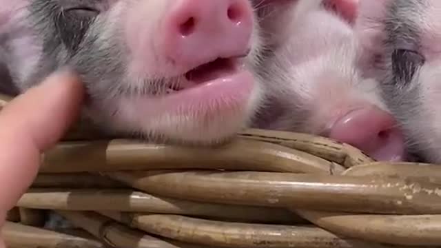 Cute little pig smiling