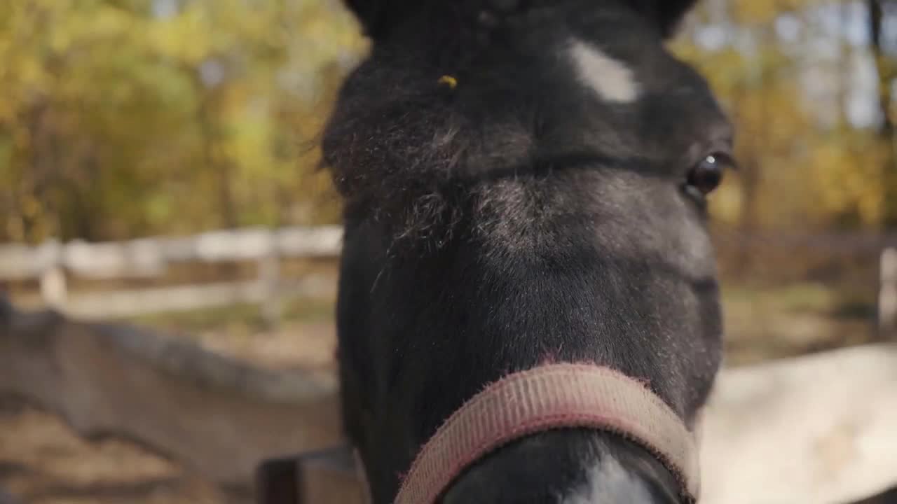 Close-up portrait of a beautiful black horse with white facial markings sniffing the camera