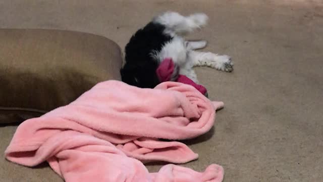 Poodle Puppy at Play