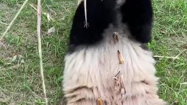 A panda lying down eating bamboo