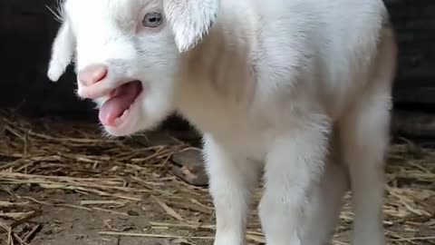 MY CUTE BABY VIDEOS