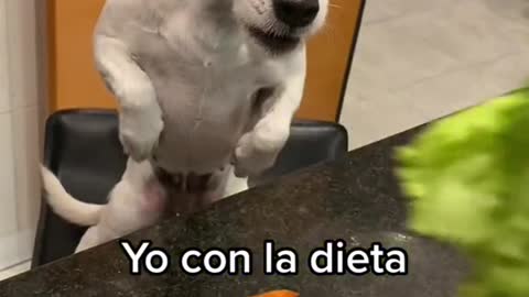 When your dog is in diet....and his reaction